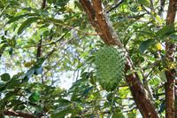 Unterwegs in Costa Rica - Durian &ndash; &copy; Annett Müller (Eberhardt TRAVEL)